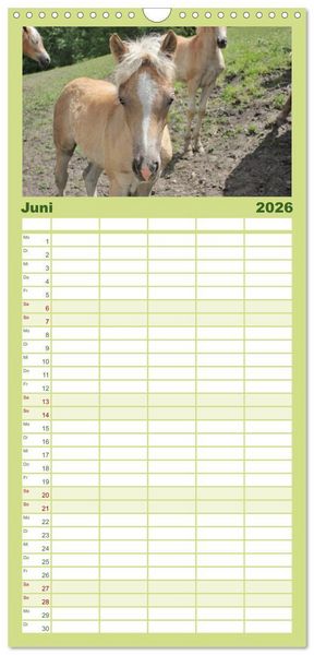 Produktbild: Familienplaner 2026 - Alpenpferde mit 5 Spalten (Wandkalender, 21 x 45 cm) CALVENDO