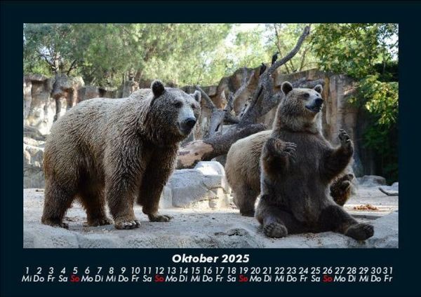 Produktbild: Tierkalender 2025 Fotokalender DIN A5