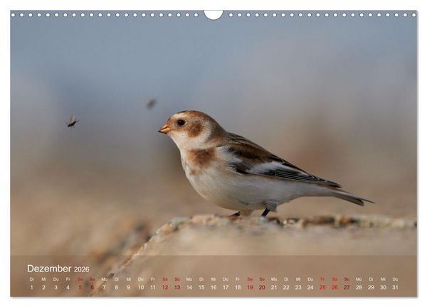 Produktbild: V&ouml;gel an Deutschlands K&uuml;sten (Wandkalender 2026 DIN A3 quer), CALVENDO Monatskalender