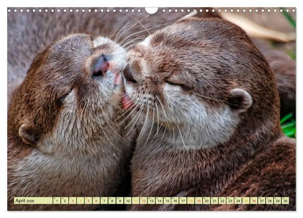 Produktbild: Fischotter - putzige Kerlchen und elegante Schwimmer (Wandkalender 2026 DIN A3 quer), CALVENDO Monatskalender
