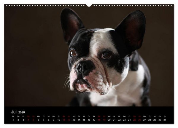 Produktbild: Charme auf vier Pfoten - Franz&ouml;sische Bulldoggen Portraits (hochwertiger Premium Wandkalender 2026 DIN A2 quer), Kunstdruck in Hochglanz