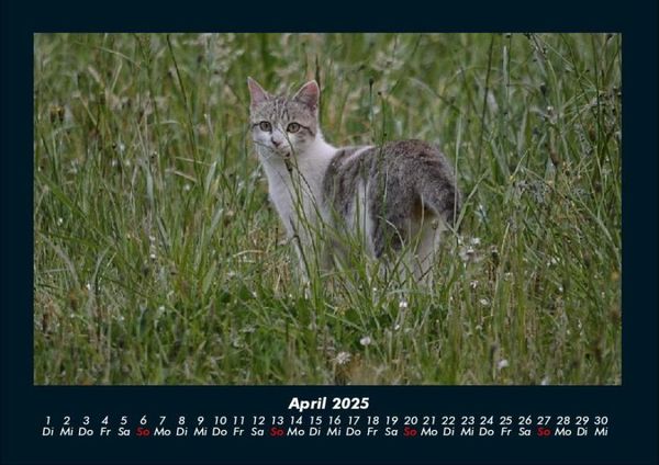 Produktbild: Tierkalender 2025 Fotokalender DIN A4