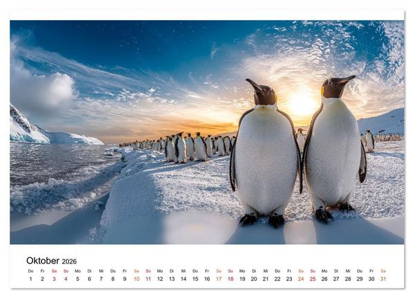 Produktbild: Pinguine - ein Jahr voller Meer (hochwertiger Premium Wandkalender 2026 DIN A2 quer), Kunstdruck in Hochglanz