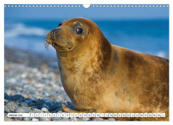 Produktbild: Kegelrobben hautnah (Wandkalender 2026 DIN A3 quer), CALVENDO Monatskalender