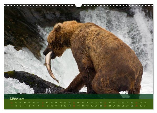 Produktbild: Der B&auml;renkalender 2026 (Wandkalender 2026 DIN A3 quer), CALVENDO Monatskalender