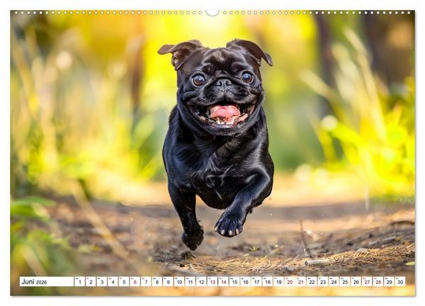 Produktbild: Mops-Mania - Der Spa&szlig;kalender f&uuml;r Mops-Fans (hochwertiger Premium Wandkalender 2026 DIN A2 quer), Kunstdruck in Hochglanz