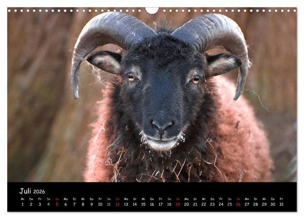 Produktbild: Schafe und L&auml;mmer (Wandkalender 2026 DIN A3 quer), CALVENDO Monatskalender