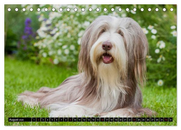 Produktbild: Liebenswerter Clown Bearded Collie (Tischkalender 2026 DIN A5 quer), CALVENDO Monatskalender