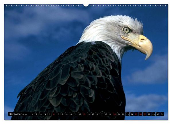 Produktbild: Wei&szlig;kopfseeadler. Symbol der Freiheit (hochwertiger Premium Wandkalender 2026 DIN A2 quer), Kunstdruck in Hochglanz