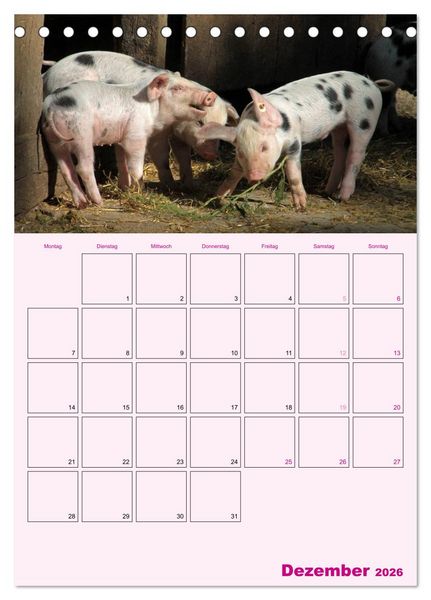 Produktbild: Schweinischer Terminplaner (Tischkalender 2026 DIN A5 hoch), CALVENDO Monatskalender