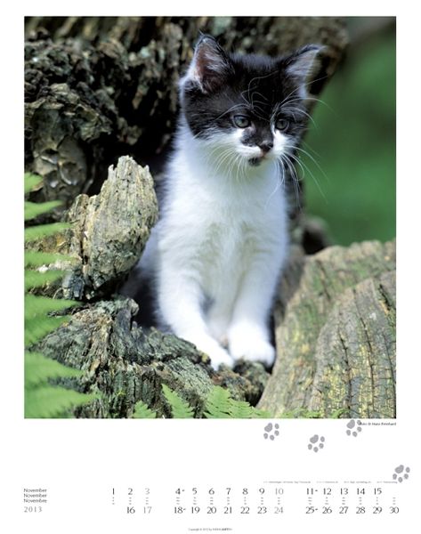 Produktbild: GartenTiger 2013