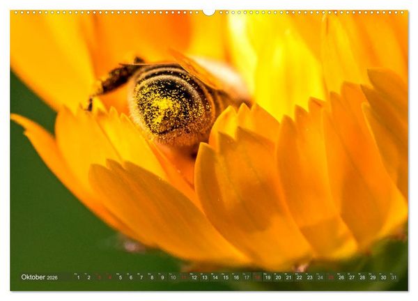 Produktbild: BIENEN - Kleine N&uuml;tzlinge ganz gro&szlig; (Wandkalender 2026 DIN A2 quer), CALVENDO Monatskalender