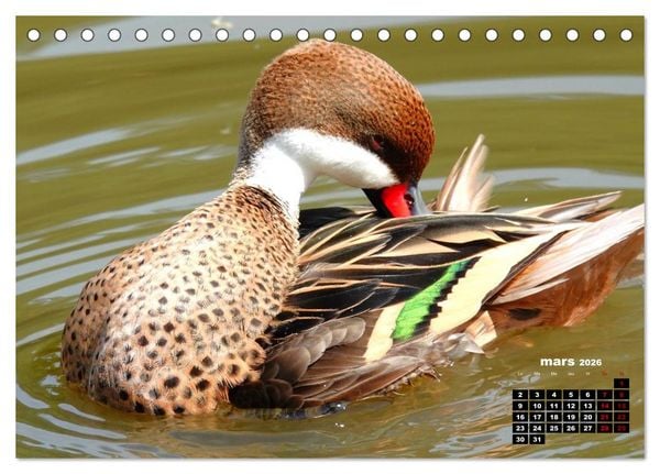 Produktbild: Oiseaux exotiques (Calendrier de bureau 2026 DIN A5 vertical), CALVENDO calendrier mensuel