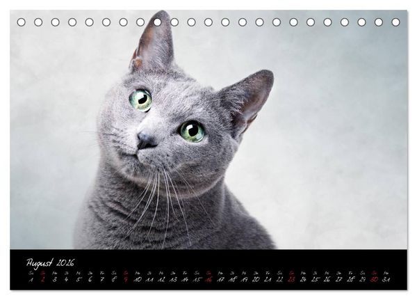 Produktbild: Katzen 2026 (Tischkalender 2026 DIN A5 quer), CALVENDO Monatskalender