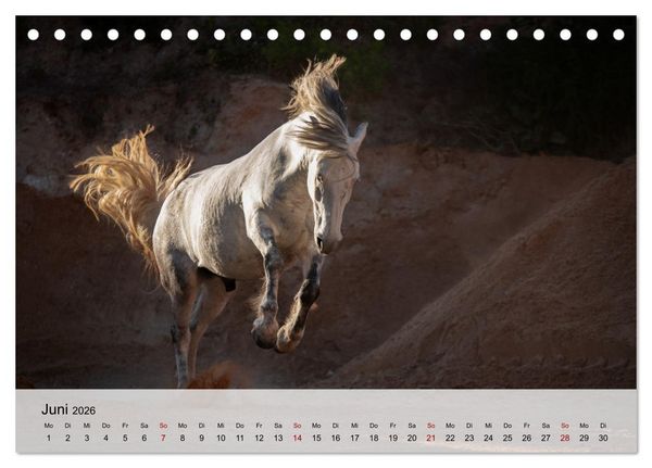 Produktbild: Pferde 2026 Kraft und Anmut (Tischkalender 2026 DIN A5 quer), CALVENDO Monatskalender