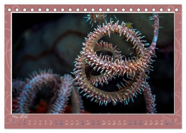 Produktbild: Unterwasser Kunstwerke (Tischkalender 2026 DIN A5 quer), CALVENDO Monatskalender