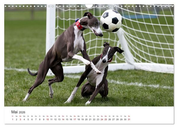 Produktbild: Funny Greyhounds - Windhunde mal anders (Wandkalender 2026 DIN A3 quer), CALVENDO Monatskalender
