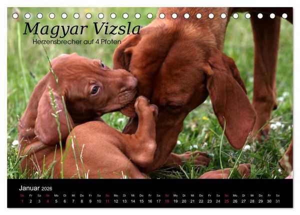 Produktbild: Magyar Vizsla - Zauberhafte Kobolde (Tischkalender 2026 DIN A5 quer), CALVENDO Monatskalender