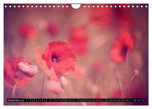 Produktbild: Mohnblumen (Wandkalender 2026 DIN A4 quer), CALVENDO Monatskalender