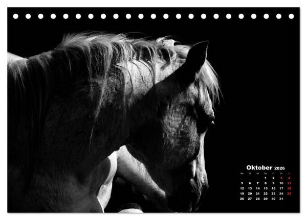 Produktbild: Pferde zwischen Licht und Schatten (Tischkalender 2026 DIN A5 quer), CALVENDO Monatskalender