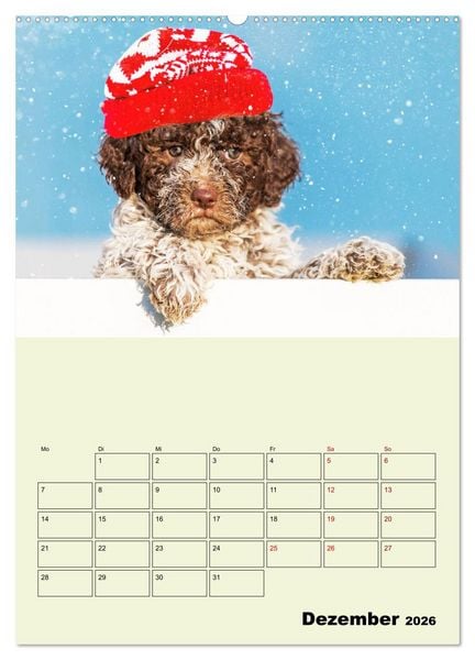 Produktbild: Lagotto Romagnolo - Der Tr&uuml;ffelhund Italiens - Planer (hochwertiger Premium Wandkalender 2026 DIN A2 hoch), Kunstdruck in Hochglanz