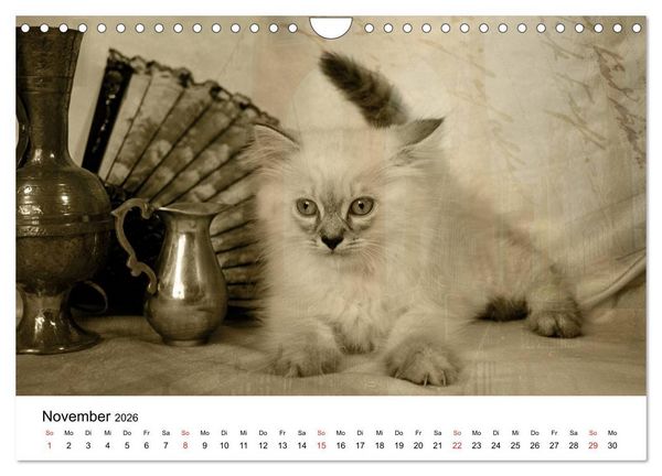 Produktbild: Oma's Katzenkalender 2026 (Wandkalender 2026 DIN A4 quer), CALVENDO Monatskalender