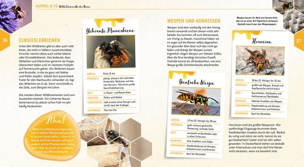 Produktbild: Ein Jahr mit den Bienen