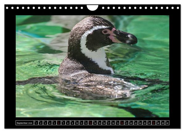 Produktbild: Dresdner Zootiere 2026 (Wandkalender 2026 DIN A4 quer), CALVENDO Monatskalender