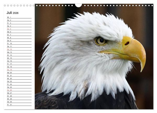 Produktbild: Wei&szlig;kopfseeadler. Symbol der Freiheit (Wandkalender 2026 DIN A3 quer), CALVENDO Monatskalender