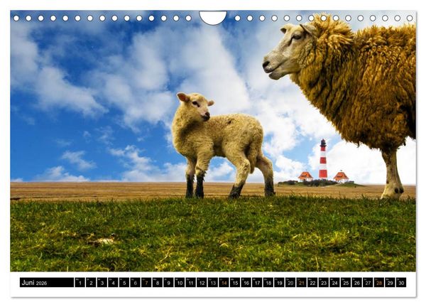 Produktbild: Tr&auml;umende Bilder - Die Nordseehalbinsel Eiderstedt (Wandkalender 2026 DIN A4 quer), CALVENDO Monatskalender
