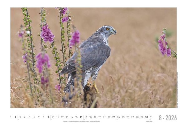 Geheimnisvolles Waldleben 2026 - Bildkalender 49,5x33 cm - Tiere und Pflanzen in unseren heimischen Wäldern - Wandkalender - Wandplaner - Tierkalender
