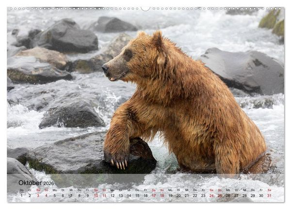 Produktbild: Aug in Aug mit den Braunb&auml;ren in Kamtschatka (hochwertiger Premium Wandkalender 2026 DIN A2 quer), Kunstdruck in Hochglanz
