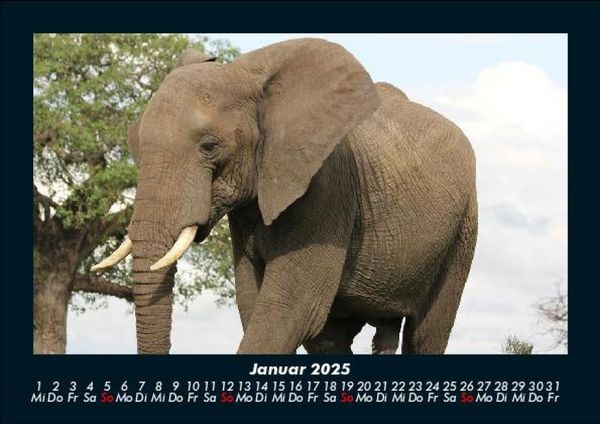 Produktbild: Elefanten - Die sanften Riesen Afrikas 2025 Fotokalender DIN A5