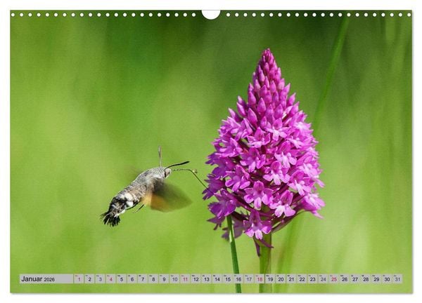 Produktbild: Orchideenwiese 2026 (Wandkalender 2026 DIN A3 quer), CALVENDO Monatskalender