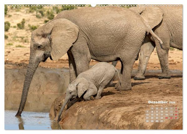 Produktbild: Afrikas Tierwelt: Elefantenbabys (Wandkalender 2026 DIN A2 quer), CALVENDO Monatskalender