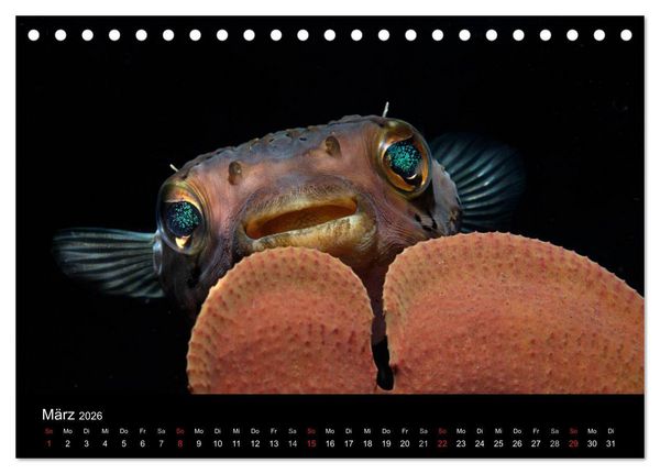 Produktbild: Unterwasser (Tischkalender 2026 DIN A5 quer), CALVENDO Monatskalender