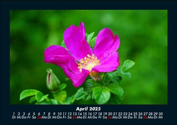 Produktbild: Rosentraum 2025 Fotokalender DIN A5