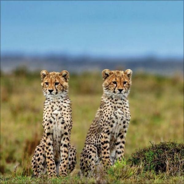 Produktbild: Big Cats 2027