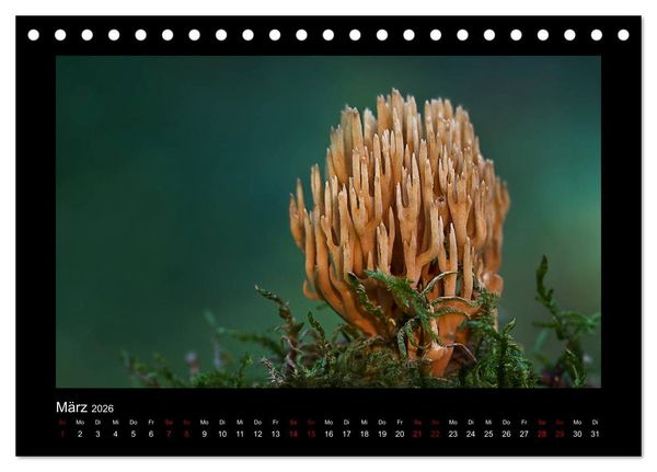 Produktbild: Pilzgalerie - Heimische Pilze aus der Region Rheinland-Pfalz (Tischkalender 2026 DIN A5 quer), CALVENDO Monatskalender