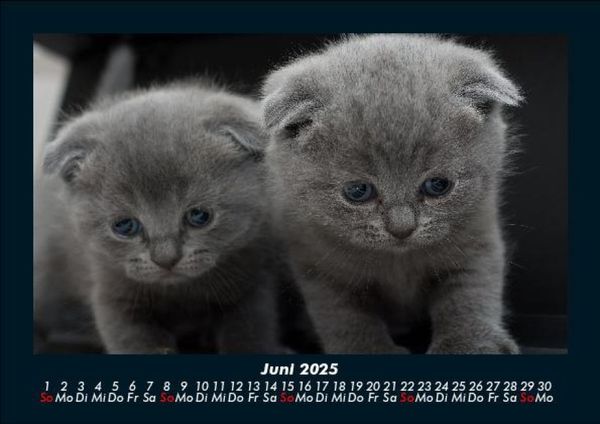 Produktbild: Katzen 2025 Fotokalender DIN A5