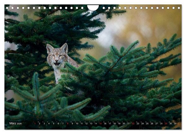 Produktbild: Der Luchs - Dem Pinselohr auf der Spur (Wandkalender 2026 DIN A4 quer), CALVENDO Monatskalender