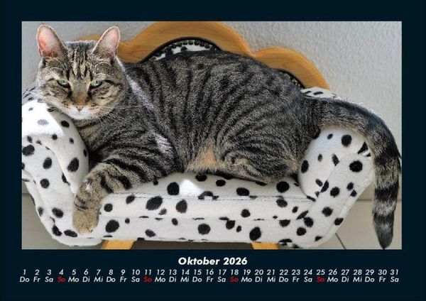 Produktbild: F&uuml;r Katzenfreunde 2026 Fotokalender DIN A4