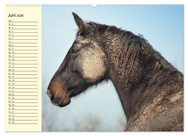 Produktbild: Wilde Pferde. Mustangs in USA (hochwertiger Premium Wandkalender 2026 DIN A2 quer), Kunstdruck in Hochglanz