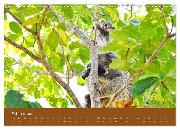 Produktbild: Koalas, putzige Gesellen (Wandkalender 2026 DIN A3 quer), CALVENDO Monatskalender