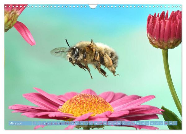 Produktbild: Sechs Beine in der Luft - Wildbienen im Flug (Wandkalender 2026 DIN A3 quer), CALVENDO Monatskalender