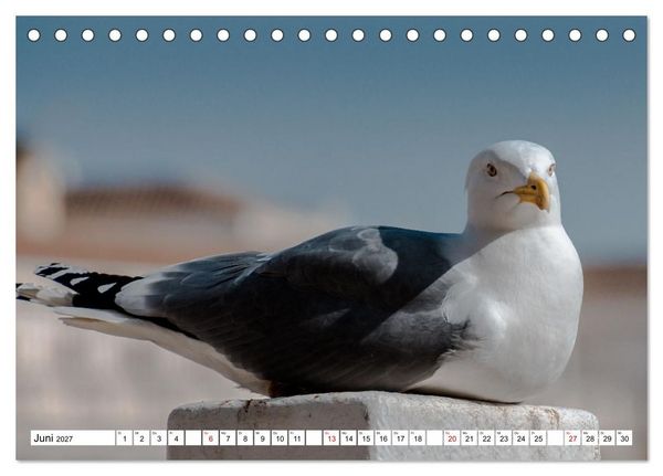 Produktbild: M&ouml;wen- Botschafter des Windes (Tischkalender 2027 DIN A5 quer), CALVENDO Monatskalender