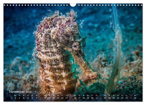 Produktbild: Hippocampus oder einfach nur Seepferdchen (Wandkalender 2026 DIN A3 quer), CALVENDO Monatskalender