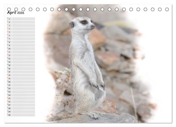 Produktbild: Tierisches Yoga (Tischkalender 2026 DIN A5 quer), CALVENDO Monatskalender