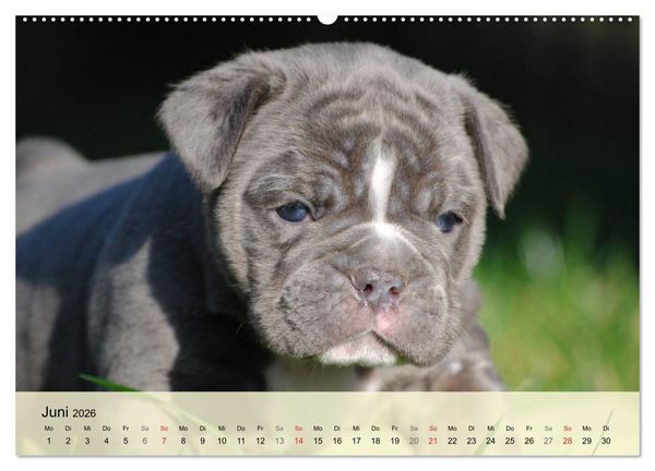 Produktbild: Bulldoggen-Kindergarten (hochwertiger Premium Wandkalender 2026 DIN A2 quer), Kunstdruck in Hochglanz