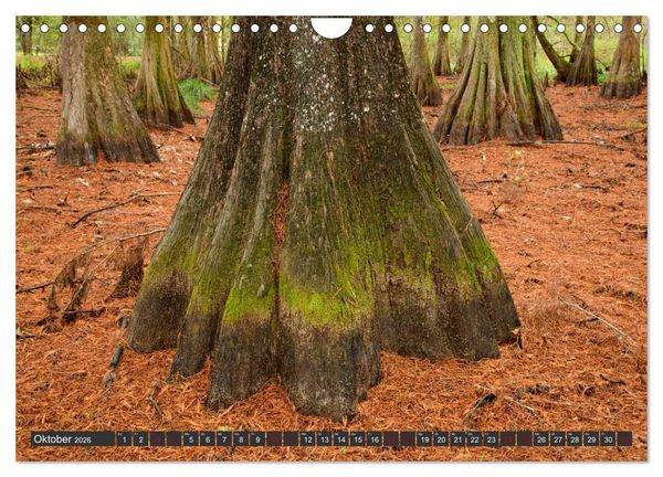 Produktbild: Natur Paradies Mississippi Delta (Wandkalender 2026 DIN A4 quer), CALVENDO Monatskalender